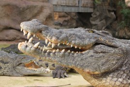 ferme aux crocodiles